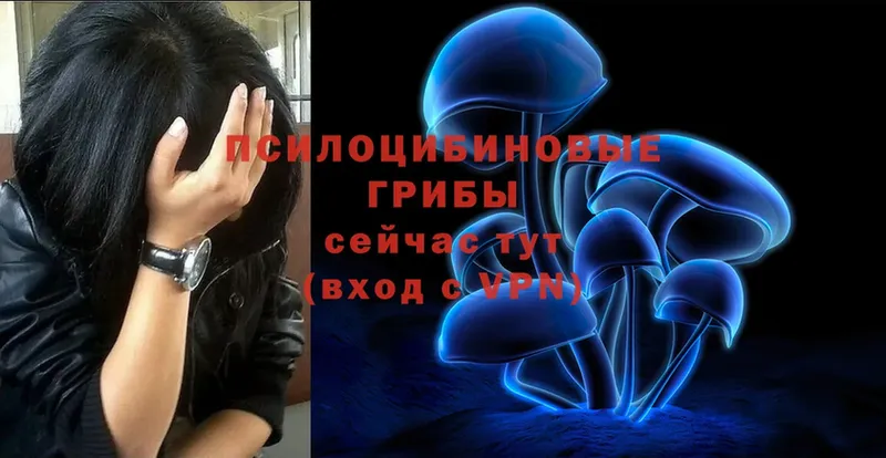 Галлюциногенные грибы Psilocybe  где найти   Кудымкар 